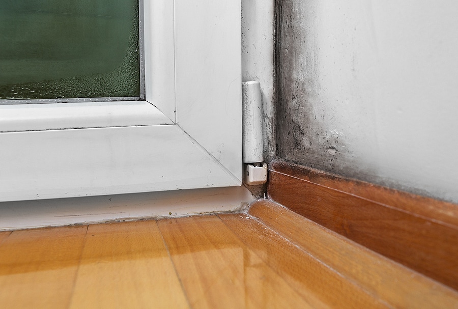 4 Reasons to Get a Mold Inspection after a Water Leak